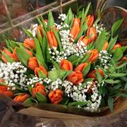 Orange Tulips