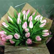Pink Tulips