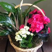 Seasonal Planted Basket