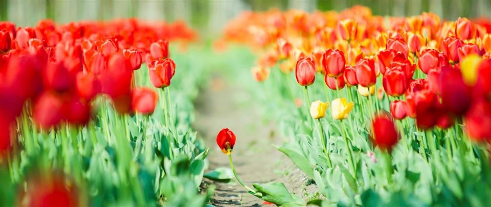 Greensleaves Florist